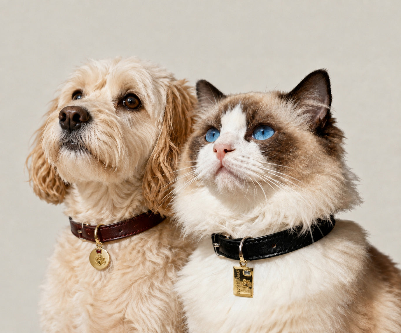 Dog and cat wearing collars with gold pet talismans